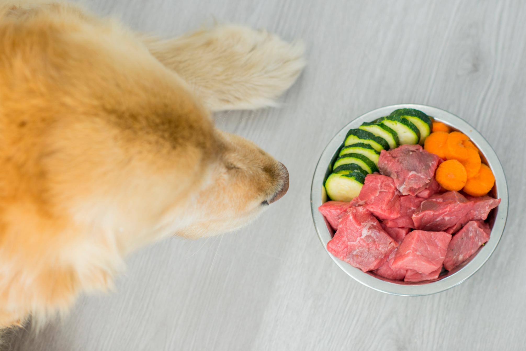 Dog's Healthy Diet